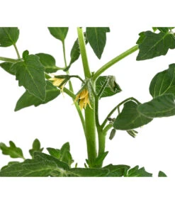 Tomate 'Previa' 7 Tomate 'Previa' -Outdoor Garten Geschäft 8839136 WE DE 001 TomatePrevia