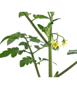 Cherrytomate 'Pepe' -Outdoor Garten Geschäft 8839243 WE DE 001 CherrytomateRot