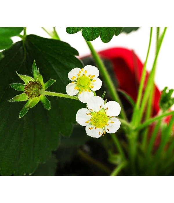 Erdbeerkasten 2 Erdbeerkasten – Bild 2