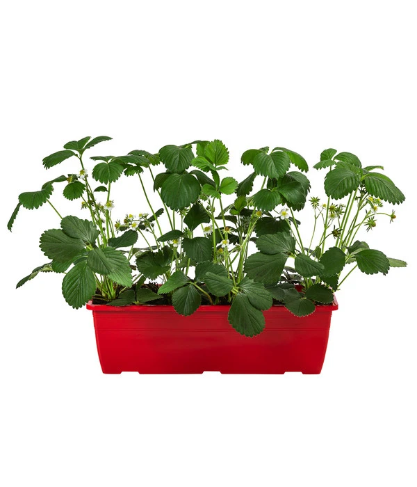 Erdbeerkasten 1 Erdbeerkasten