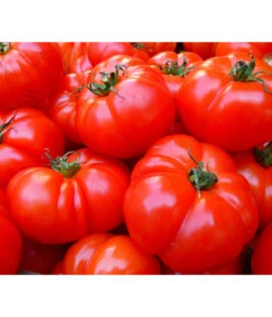 Bestseller 1 Bioland Fleischtomate