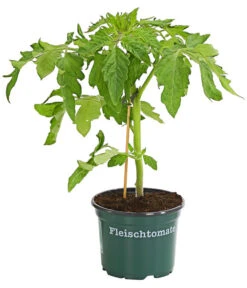 Bestseller -Outdoor Garten Geschäft 8842627 WE FS 001 BioFleischtomateT12DehnerExpressHerzig