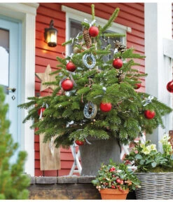 Nordmann-Tanne, Ca. 40-60 Cm, Im Topf Gewachsen -Outdoor Garten Geschäft 8995763 WE MO 011 AbiesNordmannianaNordmanntanneWeihnachtsshooting 2015