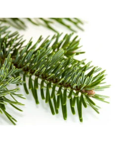 Nordmann-Tanne, Ca. 100-150 Cm, Gesägt 6 Nordmann-Tanne, Ca. 100-150 Cm, Gesägt -Outdoor Garten Geschäft 8995896 BildD 001 Nordmanntanne