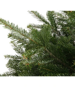 Nordmann-Tanne, Ca. 75-100 Cm, Gesägt, Mit Holzkreuzständer -Outdoor Garten Geschäft 8996100 WE DE 001 AbiesNordmannianaNordmanntanne75 100HKGesaegtDehnerExpressHerzig