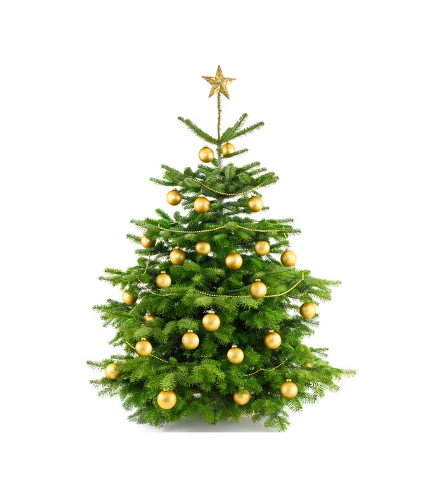 Nordmann-Tanne, Ca. 100-150 Cm, Gesägt 4 Nordmann-Tanne, Ca. 100-150 Cm, Gesägt – Bild 4