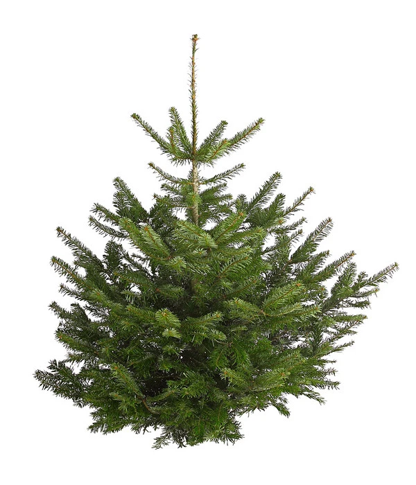Nordmann-Tanne, Ca. 100-150 Cm, Gesägt 1 Nordmann-Tanne, Ca. 100-150 Cm, Gesägt