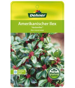 Stechpalme 'Heckenfee' -Outdoor Garten Geschäft AmerikanischerIlexHeckenfee Etikett 1