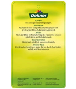 Stechpalme 'Heckenfee' -Outdoor Garten Geschäft AmerikanischerIlexHeckenfee Etikett 2