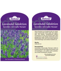 Lavendel 'Olympia' -Outdoor Garten Geschäft LavendelOlympia