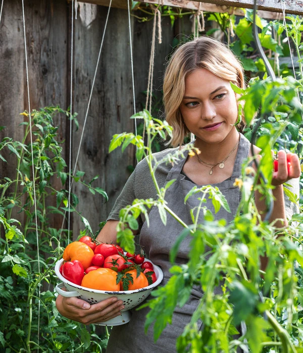 Ochsenherztomate 'Fleurette' 5 Ochsenherztomate 'Fleurette' – Bild 5