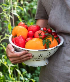 Tomate 'Garance' -Outdoor Garten Geschäft WE MO 001 Ernte Tomate 05