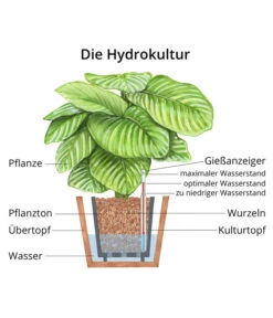Drachenbaum - Dracaena Compacta, Hydrokultur -Outdoor Garten Geschäft WE MO Hydrokultur Hydropflanze Grafik 1