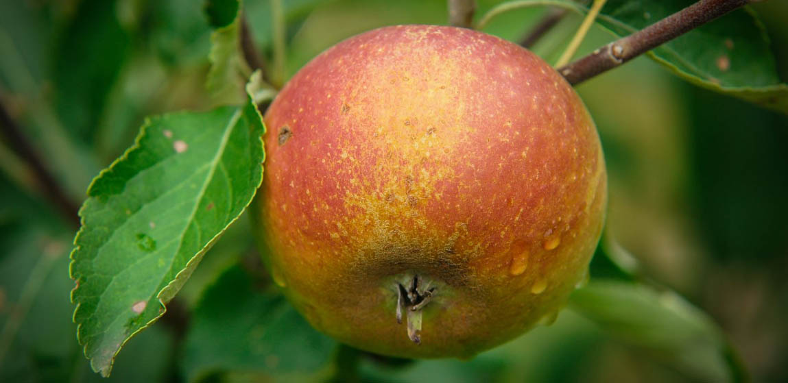 Outdoor Garten Geschäft -Outdoor Garten Geschäft ghkghk